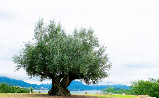 樹齢1000年のオリーブの木